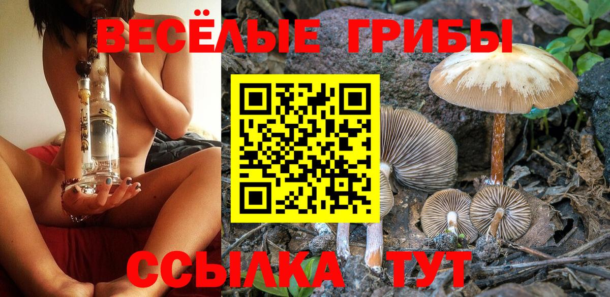 Псилоцибиновые грибы Psilocybe Сафоново